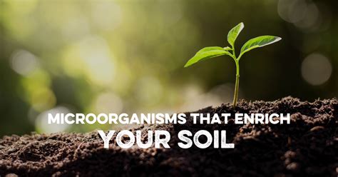 Microorganisms in Soil