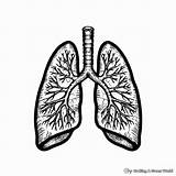 Human Lungs Coloring Outline Body Pages Colouring Printable Drawing  sketch template