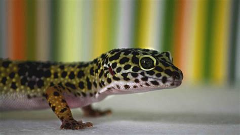 Are Leopard Geckos Good Beginner Pets - Pets Retro