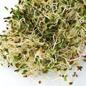 Organic Alfalfa Seeds • Eternal Abundance