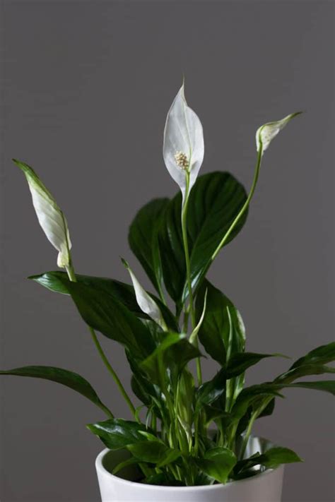 Peace Lily Care: How to Care for this Blooming Houseplant