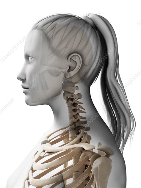 Female neck bones, artwork - Stock Image - F009/5517 - Science Photo ...