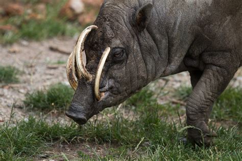 Babirusa - Roger Williams Park Zoo