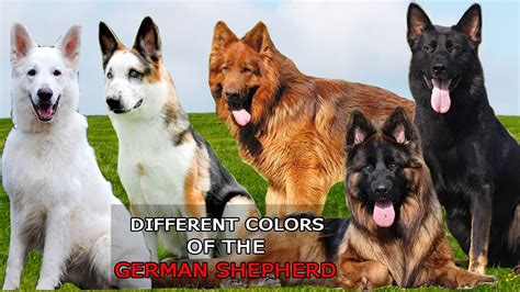 9 Different Colors of the German Shepherd Dog - YouTube