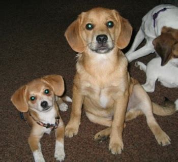 Pomeagle (Beagle Pomeranian Mix) Info, Puppies, Temperament, Pictures