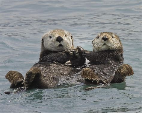 07/07/2020 | VIRTUAL PROGRAM: Sea Otters Return From Near Extinction ...