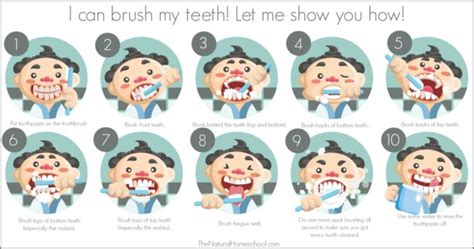 Steps to Brushing Teeth for Children (Printable Chart and 3-Part Cards) - The Natural Homeschool