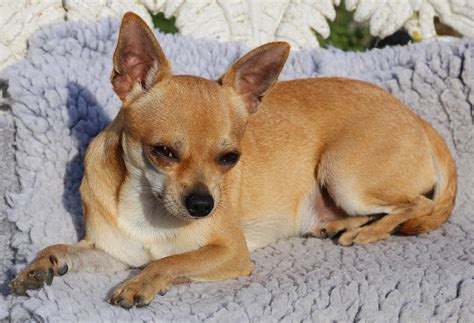 chihuahua-smooth – Wag Pet Boutique