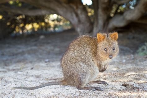 Quokka Wallpapers - Wallpaper Cave