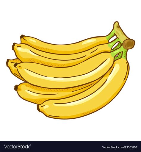 Banana Bunch Vector