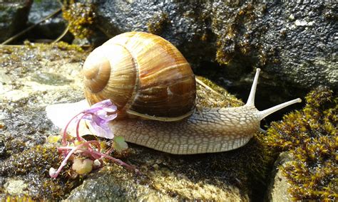 The Slowest Invasion: Non-Native Snails Take Over Across the Pacific Northwest | The Daily Chronicle