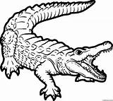 Coloring Pages Of Crocodiles sketch template