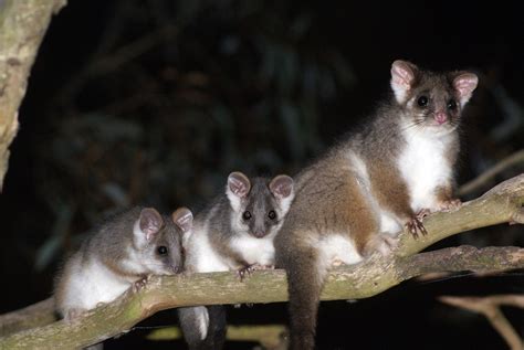 Common Ringtail Possum (Mammals of Tamborine Mountain, QLD ...