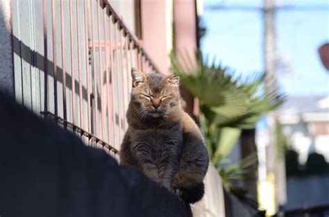 cats_2011-12-25_5 | wakamiya | tounai yuji | Flickr