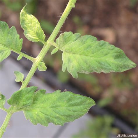 Tomato and Tobacco Mosaic Virus | USU