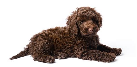 Labradoodle Growth Chart | Labradoodle Weight & Size Chart