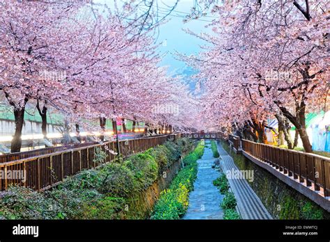 cherry blossoms at night, busan city in south korea Stock Photo - Alamy