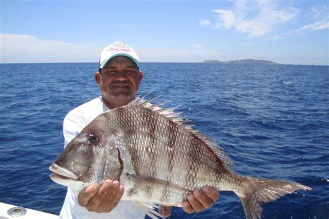 Pacific Porgy | Mexico – Fish, Birds, Crabs, Marine Life, Shells and ...