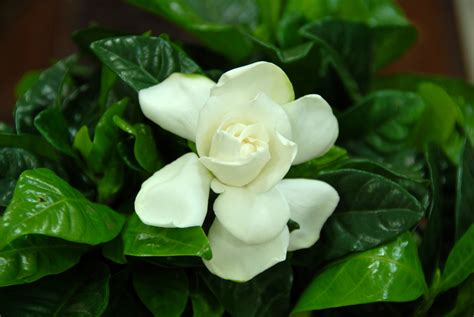 File:Gardenia flower.jpg - Wikipedia