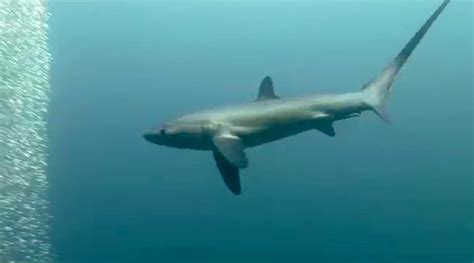 Thresher Shark Attack