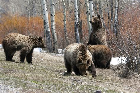 Wyoming’s Grand Teton National Park is the best place to view wildlife! Description from ...