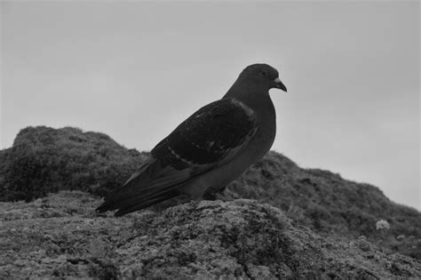 Premium Photo | Beautiful wildlife on lundy island