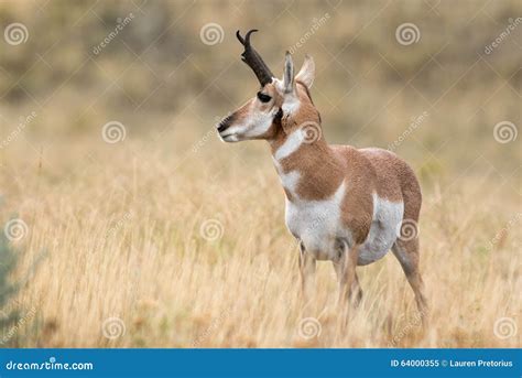 Pronghorn Sheep stock image. Image of park, montana, deer - 64000355