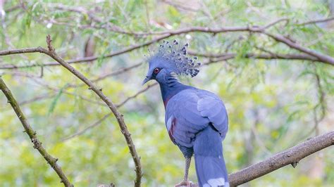 Wildlife Holidays in Papua New Guinea - Naturetrek