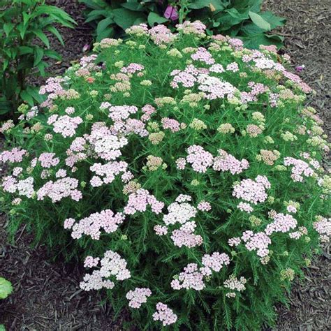 Achillea Plant - Wonderful Wampee at Suttons Seeds | Sutton seeds, Plants, Perennial plants