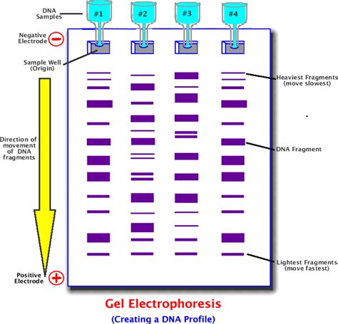 Electrophoresis Graph