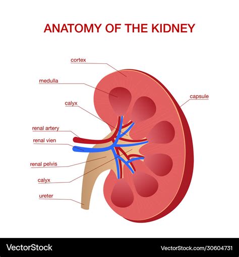 Human kidney medical diagram with a cross section Vector Image