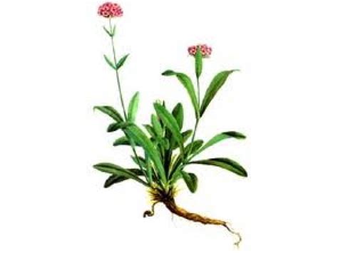 Nard or Spikenard Essential Oil (Nardostachys jatamansi)