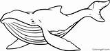 Humpback Whale Pictures To Color sketch template