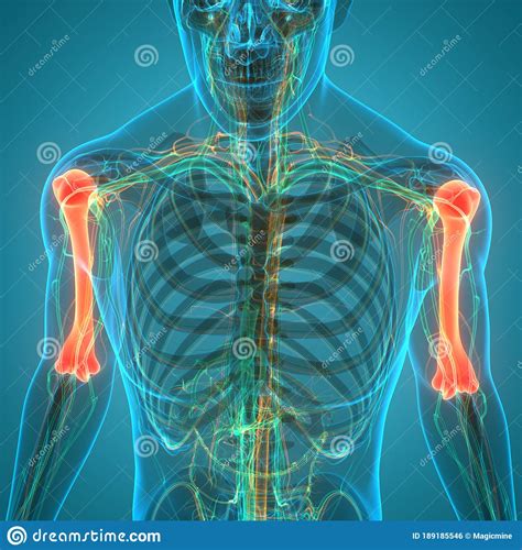 Menselijk Skelet Systeem Humerus Botgewrichten Anatomie Stock Illustratie - Illustration of heup ...