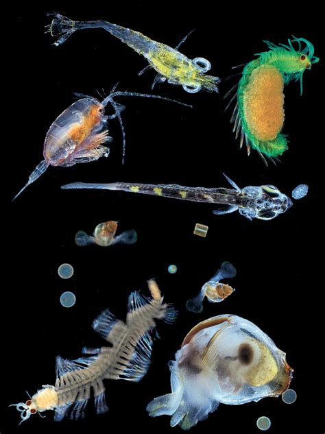 #MICROSCOPIC | 動物 写真, 生き物, 海の魚