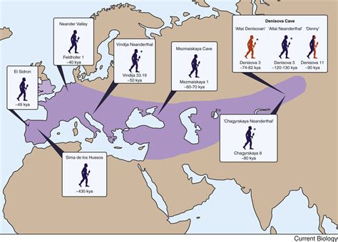 What can Neanderthal DNA teach us about current humans? - The ...