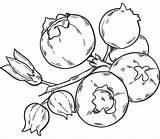 Blueberries coloring page  Free Printable Coloring Pages sketch template