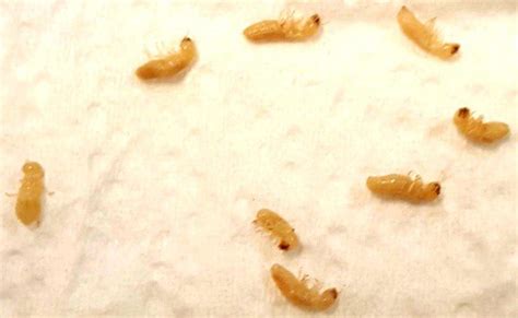 Everything About Baby Termites And How To Eradicate Them - Pest Aid