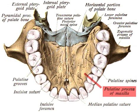 Maxillary bones Dental Facts, Dental Lab, Dental Health, Dental Hygienist, Skull Anatomy, Face ...