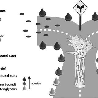 3 A model of the mechanism of growth cone migration. Actin... | Download Scientific Diagram