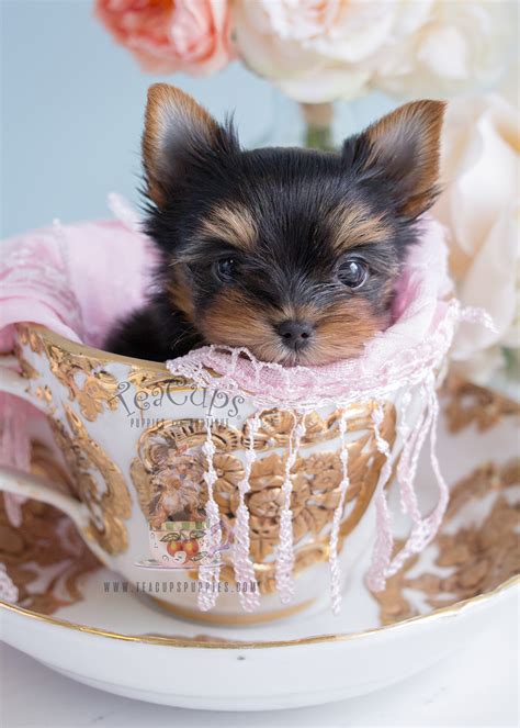 Adorable Teacup Yorkie Puppies in South Florida at Teacups Puppies | Teacups, Puppies & Boutique