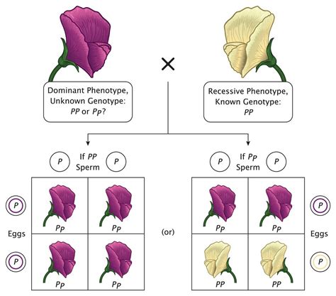 Origins of Cell Compartmentalization | AP Biology | Biology Dictionary