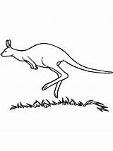 15  Kangaroo Coloring Pages Color Info sketch template