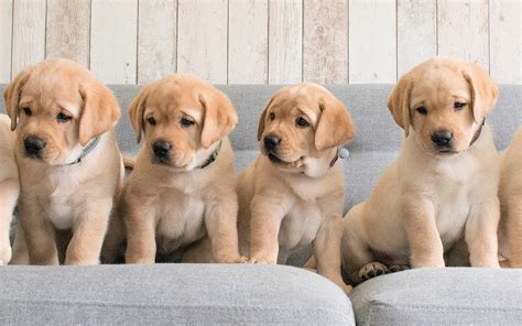 Download Baby Animal Cute Puppy Animal Labrador Retriever HD Wallpaper