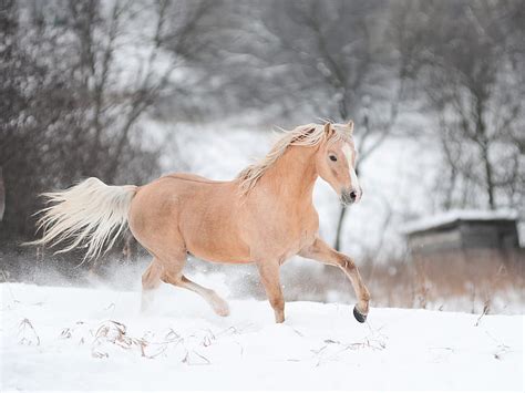 HD wallpaper: 4K, Running Horse, Snow, Winter, White horse | Wallpaper Flare