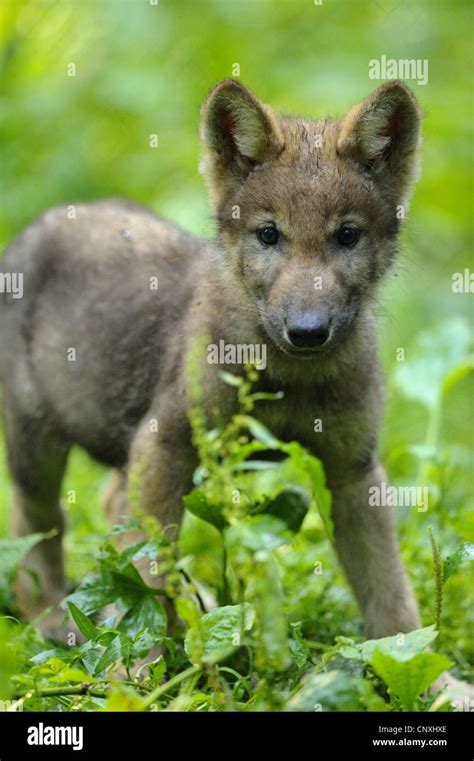 European gray wolf (Canis lupus lupus), wolf cub standing in meadow, Germany, Bavaria, Bavarian ...