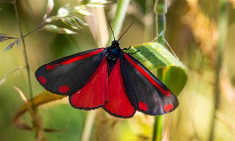 Meet The 10 Cutest Moths In The World