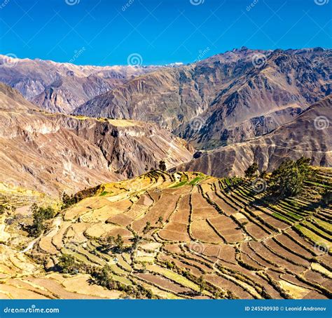 Terraced Fields in the Colca Canyon at Cabanaconde in Peru Stock Photo ...