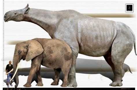 Size comparison between a man, a modern day African Elephant, and the extinct Indricotherium ...