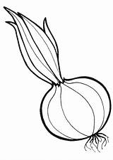 Onion Coloring Pages To Download And Print For Free sketch template
